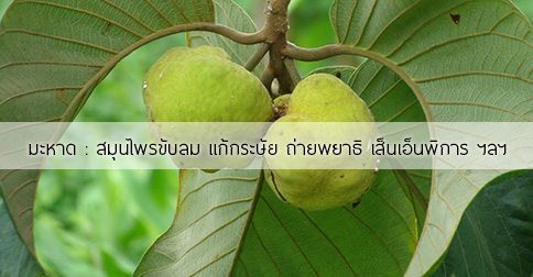 มะหาด สรรพคุณและประโยชน์ของต้นมะหาด 38 ข้อ !
