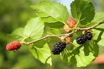 24 สรรพคุณและประโยชน์ของมัลเบอร์รี่ ! (Mulberry)