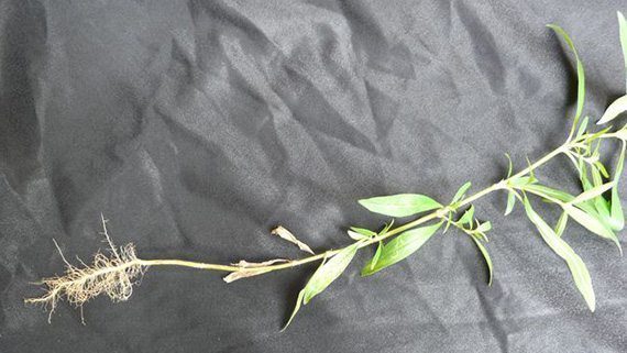 รากหญ้าลูกข้าว