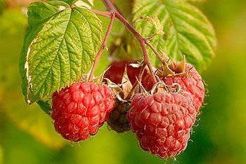 16 สรรพคุณและประโยชน์ของราสเบอร์รี่ ! (Raspberry)