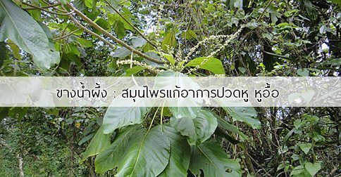 ขางน้ำผึ้ง สรรพคุณและประโยชน์ของต้นขางน้ำผึ้ง !