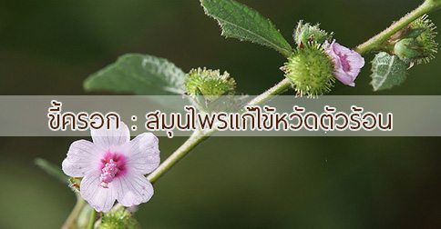 ขี้ครอก สรรพคุณและประโยชน์ของต้นขี้ครอก 15 ข้อ !