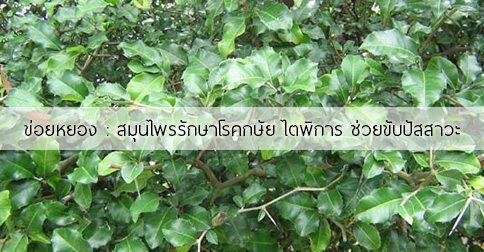 ข่อยหยอง สรรพคุณและประโยชน์ของต้นข่อยหยอง 4 ข้อ !