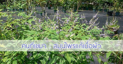 คนทีเขมา สรรพคุณและประโยชน์ของต้นคนทีเขมา 57 ข้อ !