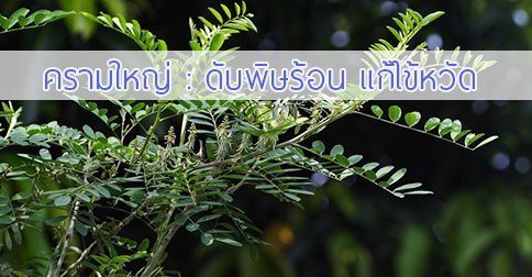 ครามใหญ่ สรรพคุณและประโยชน์ของต้นครามใหญ่ 8 ข้อ !
