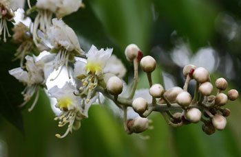 โนรา สรรพคุณและประโยชน์ของต้นโนรา 12 ข้อ ! (กำลังช้างเผือก)