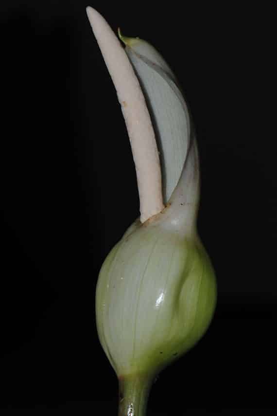 รูปบอนส้ม