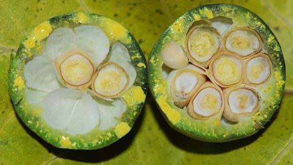 รูปผลโพทะเล