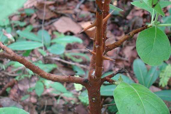 รูปมะคังแดง