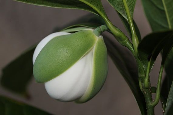 รูปยี่หุบ