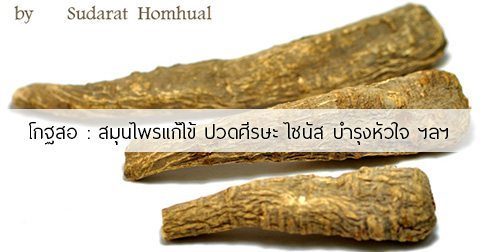 โกฐสอ สรรพคุณและประโยชน์ของรากโกฐสอ 20 ข้อ !