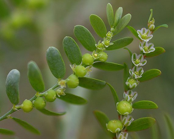 รูปลูกใต้ใบ