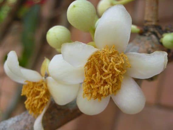 รูปสารภีดอกใหญ่