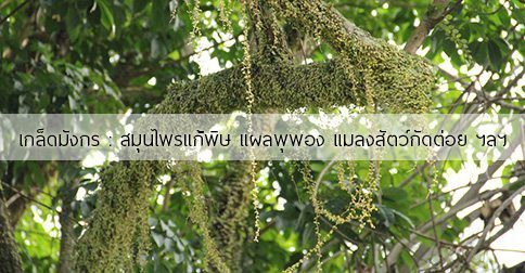 เกล็ดมังกร สรรพคุณและประโยชน์ของต้นเกล็ดมังกร 6 ข้อ !
