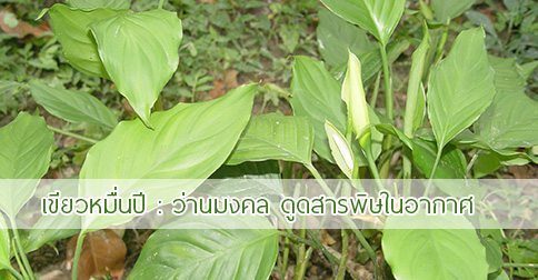 13 สรรพคุณและประโยชน์ของว่านเขียวหมื่นปี ! (ว่านขันหมาก)