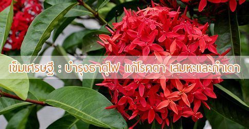 เข็มเศรษฐี สรรพคุณและประโยชน์ของต้นเข็มเศรษฐี 6 ข้อ !