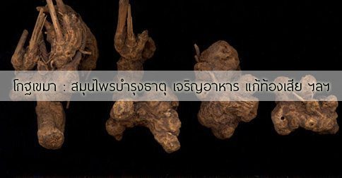 โกฐเขมา สรรพคุณและประโยชน์ของโกฐเขมา 14 ข้อ !