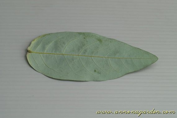 รูปใบโปร่งกิ่ว
