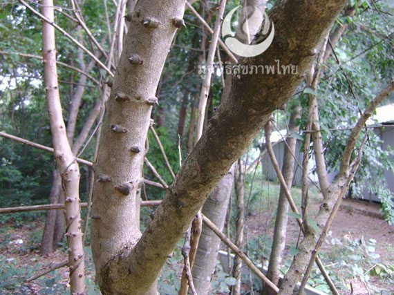 ลำต้นคนทา