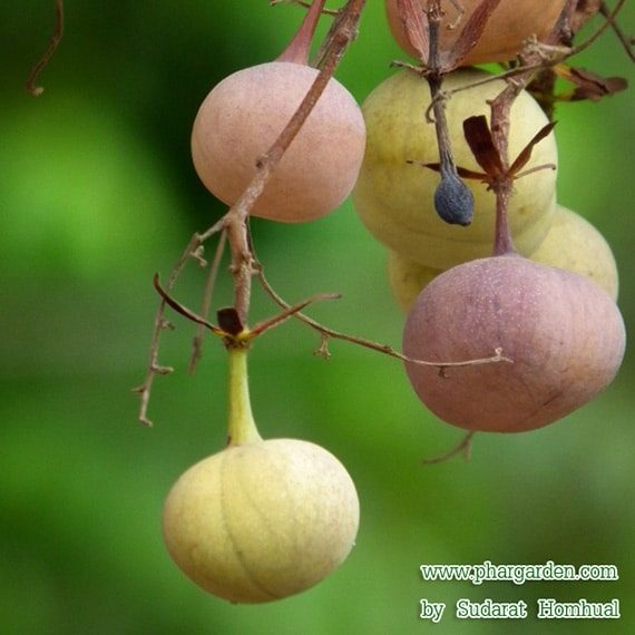 ลูกรักใหญ่