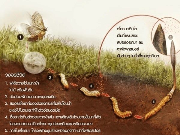 วัฏจักรถั่งเช่า.png