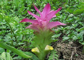 21 สรรพคุณและประโยชน์ของว่านนางคำ ! (Wild Turmeric)