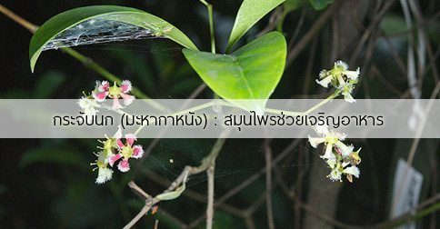 กระจับนก สรรพคุณและประโยชน์ของต้นกระจับนก 5 ข้อ !