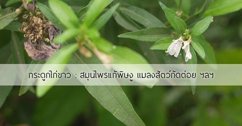 10 สรรพคุณและประโยชน์ของต้นกระดูกไก่ขาว !