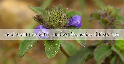 กระต่ายจาม สรรพคุณของต้นกระต่ายจาม ! (การบูรป่า)