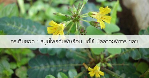 กระทืบยอด สรรพคุณและประโยชน์ของต้นกระทืบยอด 16 ข้อ !