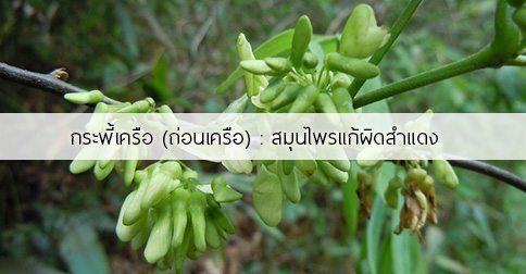 กระพี้เครือ สรรพคุณของต้นกระพี้เครือ ! (ประดู่แล้ง, ถ่อนเครือ)