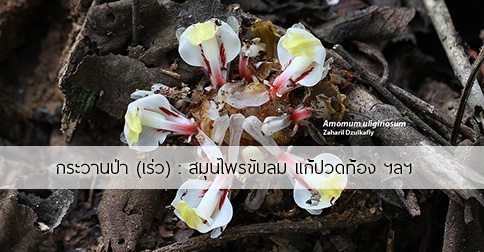 กระวานป่า สรรพคุณและประโยชน์ของต้นกระวานป่า 3 ข้อ !