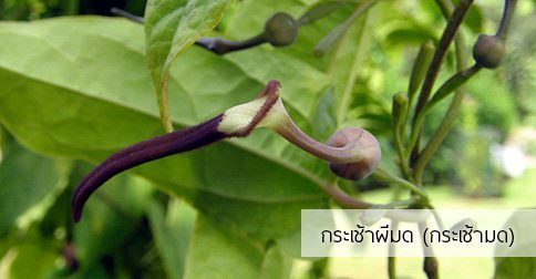16 สรรพคุณและประโยชน์ของต้นกระเช้าผีมด !