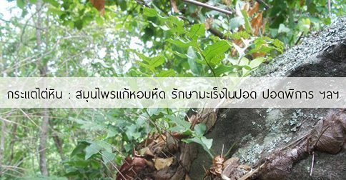 12 สรรพคุณและประโยชน์ของเฟิร์นกระแตไต่หิน !