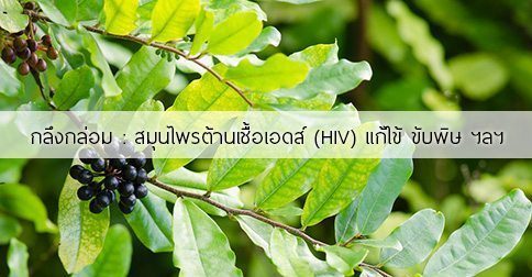 กลึงกล่อม สรรพคุณและประโยชน์ของต้นกลึงกล่อม 8 ข้อ !
