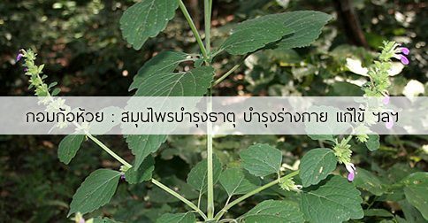 กอมก้อห้วย สรรพคุณและประโยชน์ของต้นกอมก้อห้วย 6 ข้อ !