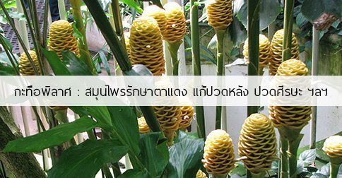 กะทือพิลาส สรรพคุณและประโยชน์ของต้นกะทือพิลาส 7 ข้อ !
