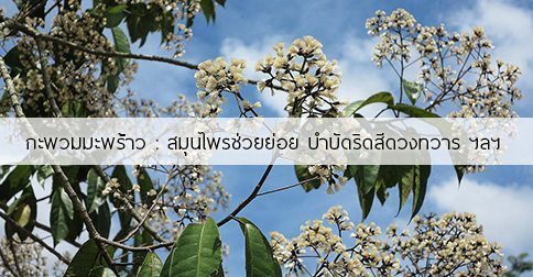 4 สรรพคุณและประโยชน์ของต้นกะพวมมะพร้าว !