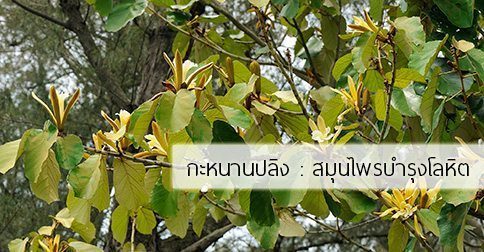 6 สรรพคุณและประโยชน์ของต้นกะหนานปลิง !