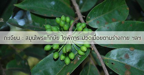 กะเจียน สรรพคุณและประโยชน์ของต้นกะเจียน 13 ข้อ !