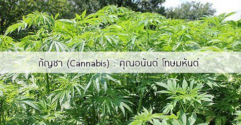 กัญชา สรรพคุณและประโยชน์ของต้นกัญชา 30 ข้อ !