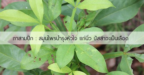 กาสามปีก สรรพคุณและประโยชน์ของต้นกาสามปีก 9 ข้อ !