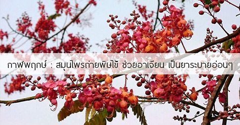 กาฬพฤกษ์ สรรพคุณและประโยชน์ของต้นกาฬพฤกษ์ 6 ข้อ !