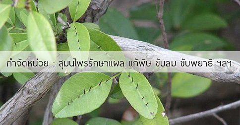 กำจัดหน่วย สรรพคุณและประโยชน์ของต้นกำจัดหน่วย 15 ข้อ !