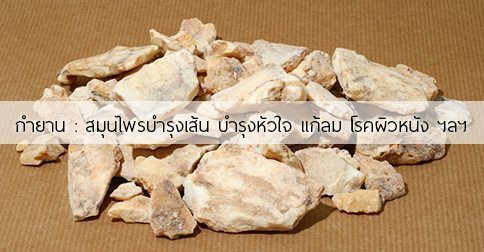 กำยาน สรรพคุณและประโยชน์ของกำยานต้น 17 ข้อ !