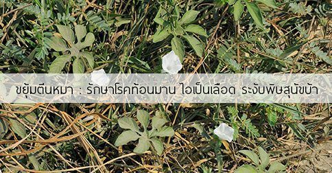 ขยุ้มตีนหมา สรรพคุณและประโยชน์ของต้นขยุ้มตีนหมา 4 ข้อ !