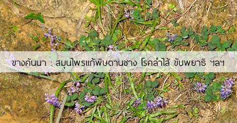 ขางคันนา สรรพคุณและประโยชน์ของต้นขางคันนา 5 ข้อ !