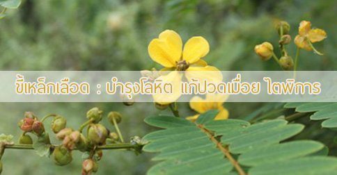 10 สรรพคุณและประโยชน์ของต้นขี้เหล็กเลือด !