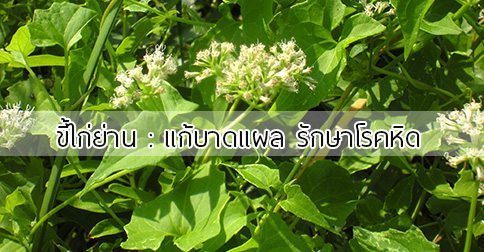 ขี้ไก่ย่าน สรรพคุณของต้นขี้ไก่ย่าน (ขี้เหล็กย่าน)