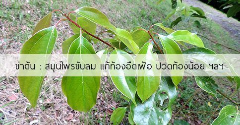 ข่าต้น สรรพคุณและประโยชน์ของต้นข่าต้น 13 ข้อ ! (เทพทาโร)